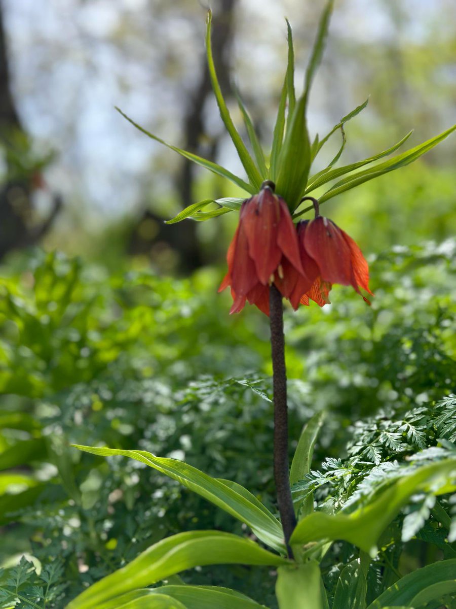 Ters lale (Fritillaria imperialis), Bitlis dağlarında (Mutki yöresinde) yetişen nadide çiçeklerden biridir. Bugün eşsiz güzelliğiyle büyüleyen ters laleleri görme imkanımız oldu.