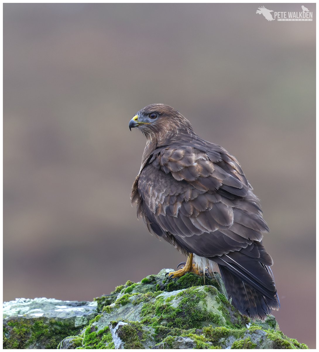 Suspected shooting of a buzzard in North York Moors National Park - police appeal for info. This is a separate incident to the shooting dead of a buzzard nr Ilkley Moor, West Yorkshire last week. Details of latest appeal for info ⬇️ raptorpersecutionuk.org/2024/04/23/sus…