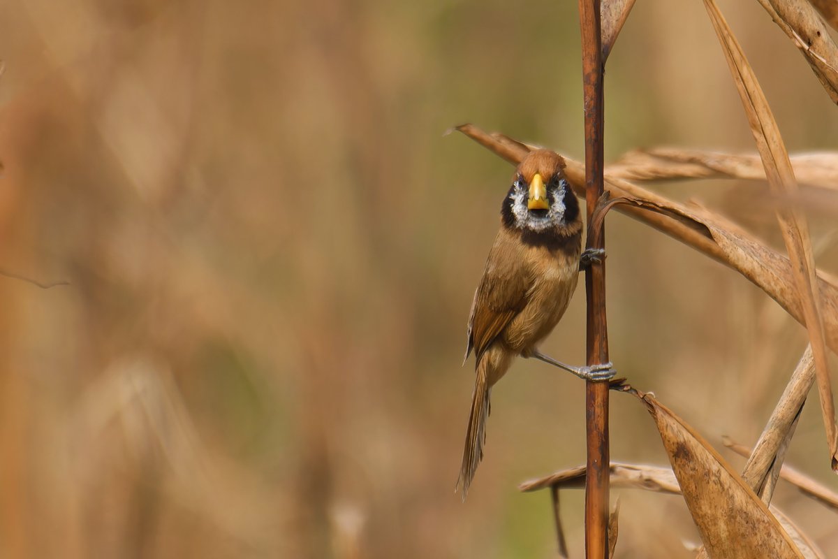 Sorry Its not my Fault I look Like this! 🤣

#Blackbreastedparrotbill @pargaien @UKNikon #indiaves @Natures_Voice #ThePhotoHour #BBCWildlifePOTD @AnimalPlanet @DiscoverKorea_ @WildlifeMag @NikonUSA #natgeoindia @BBCEarth #BirdsOfTwitter @DiscoverMag #BirdsSeenIn2024 @NikonIndia