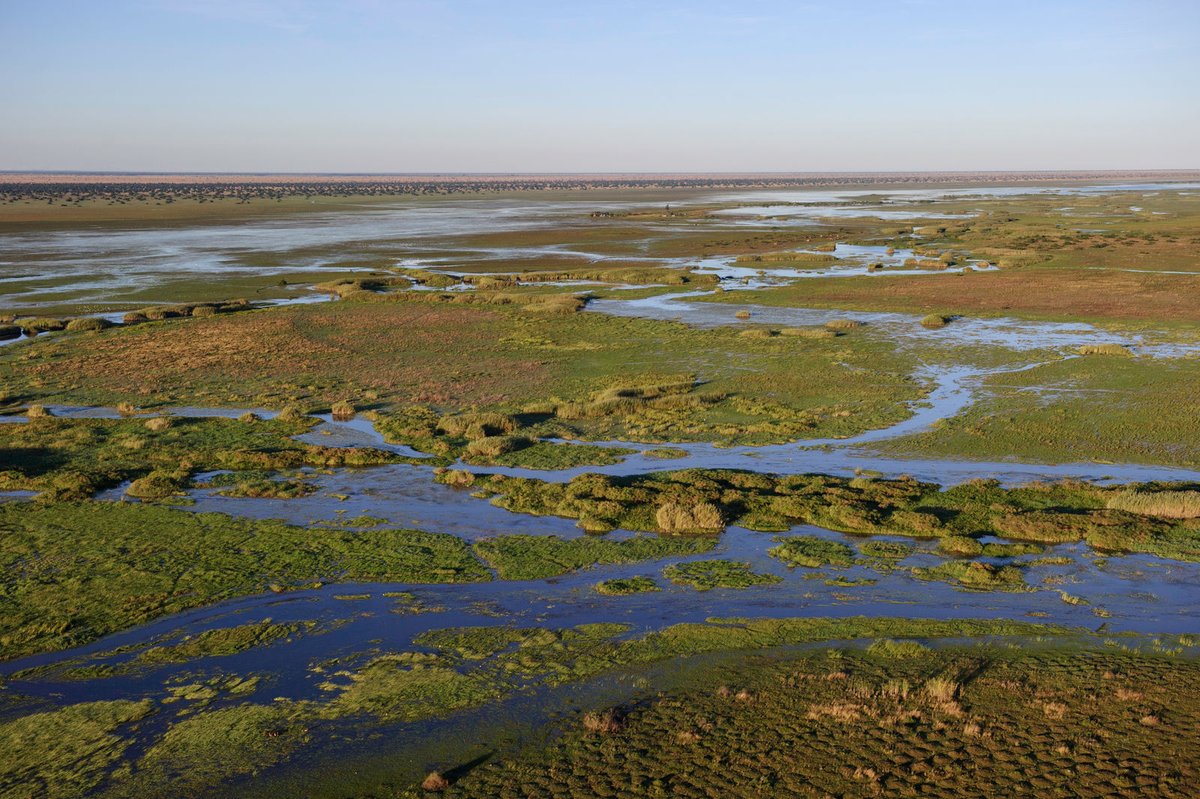 AfricanParks's tweet image. Shoebills face a myriad of threats and are listed as “Vulnerable” on the IUCN Red List. This is why in May 2022, the Shoebill Captive Rearing and Rehabilitation Facility was established in the heart of Bangweulu Wetlands. Learn more here: bit.ly/3JAaYsJ