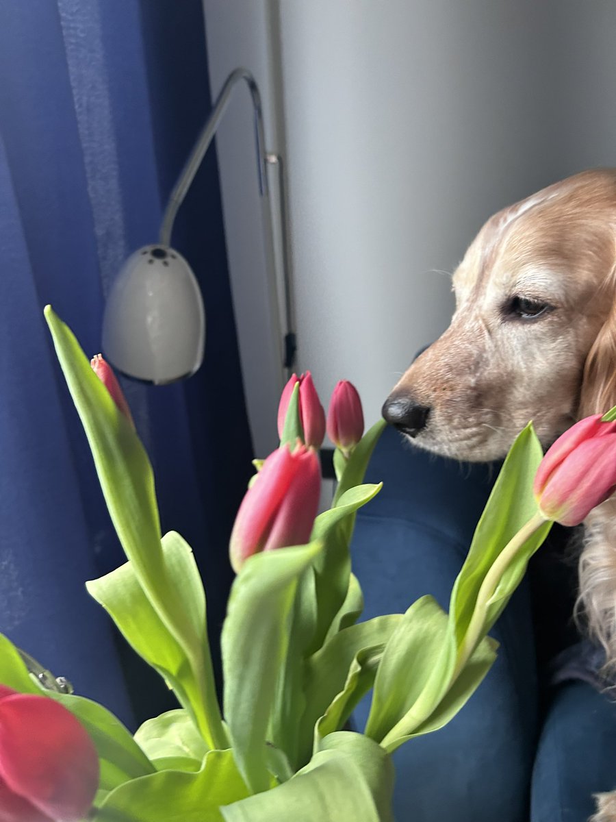 Дома теперь цветы постоянно❤️