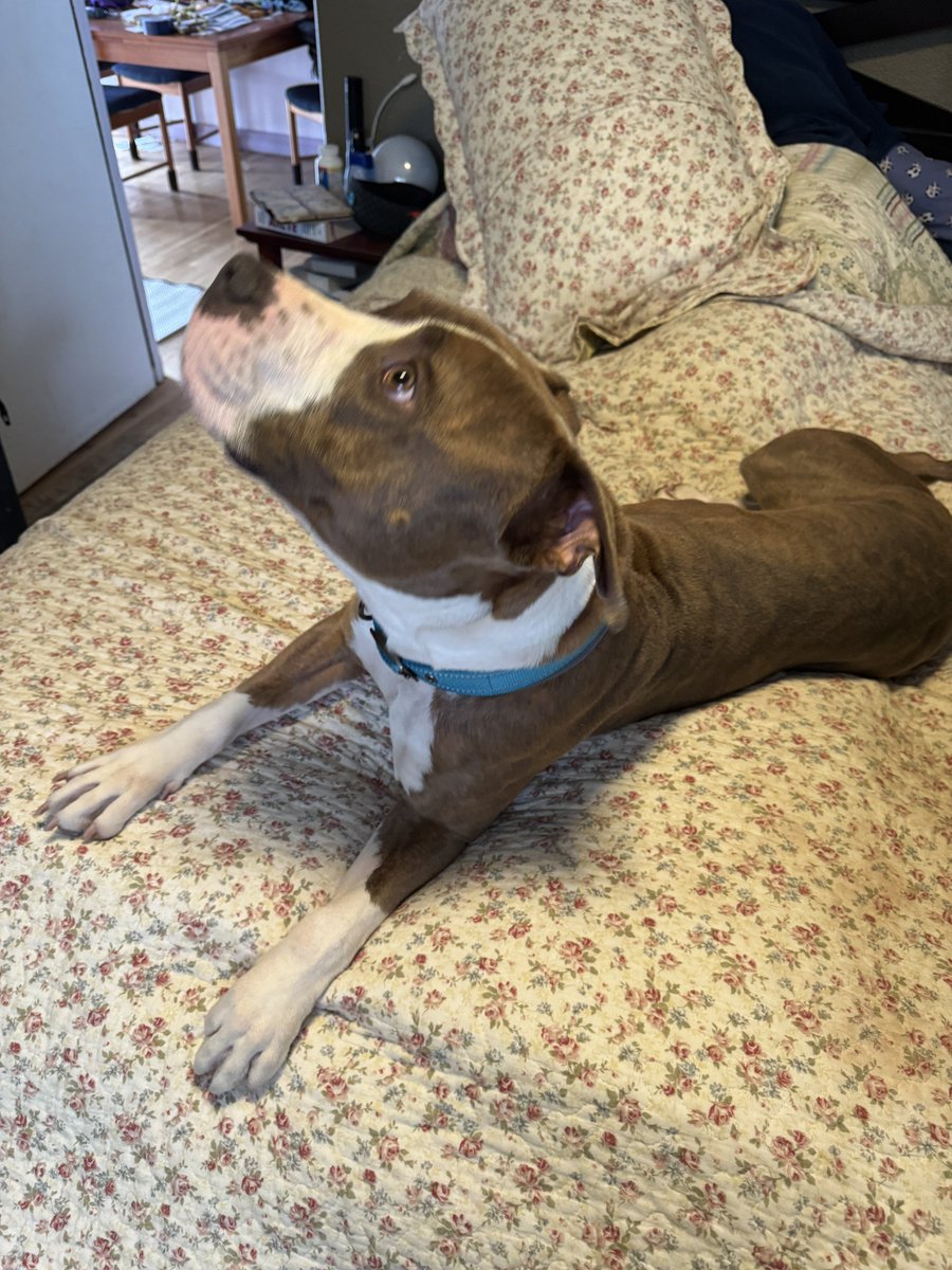 2thewilberforce's tweet photo. #CosmoKramer. Trying his hardest. Doesn’t understand the rules yet. 

Clearly his previous owner (which left him with a friend and never returned) did nothing but roughhouse with him. A common thing with Pitbull owners who handle a 15 pound puppy but a 55 pound dog not so much. https://t.co/VJOIjjrnw1