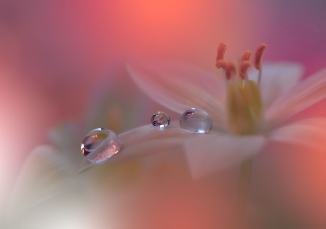 'Macro flower' by Juliana Nan ⁠ 📷:⁠ buff.ly/3JwV6ql ⁠ #Picfair⁠ ⁠ _⁠ ⁠ Create your Picfair store today and join over 1,000,000 #Photographers selling their photos with their own website!⁠ _⁠ ⁠ #photo #photooftheday