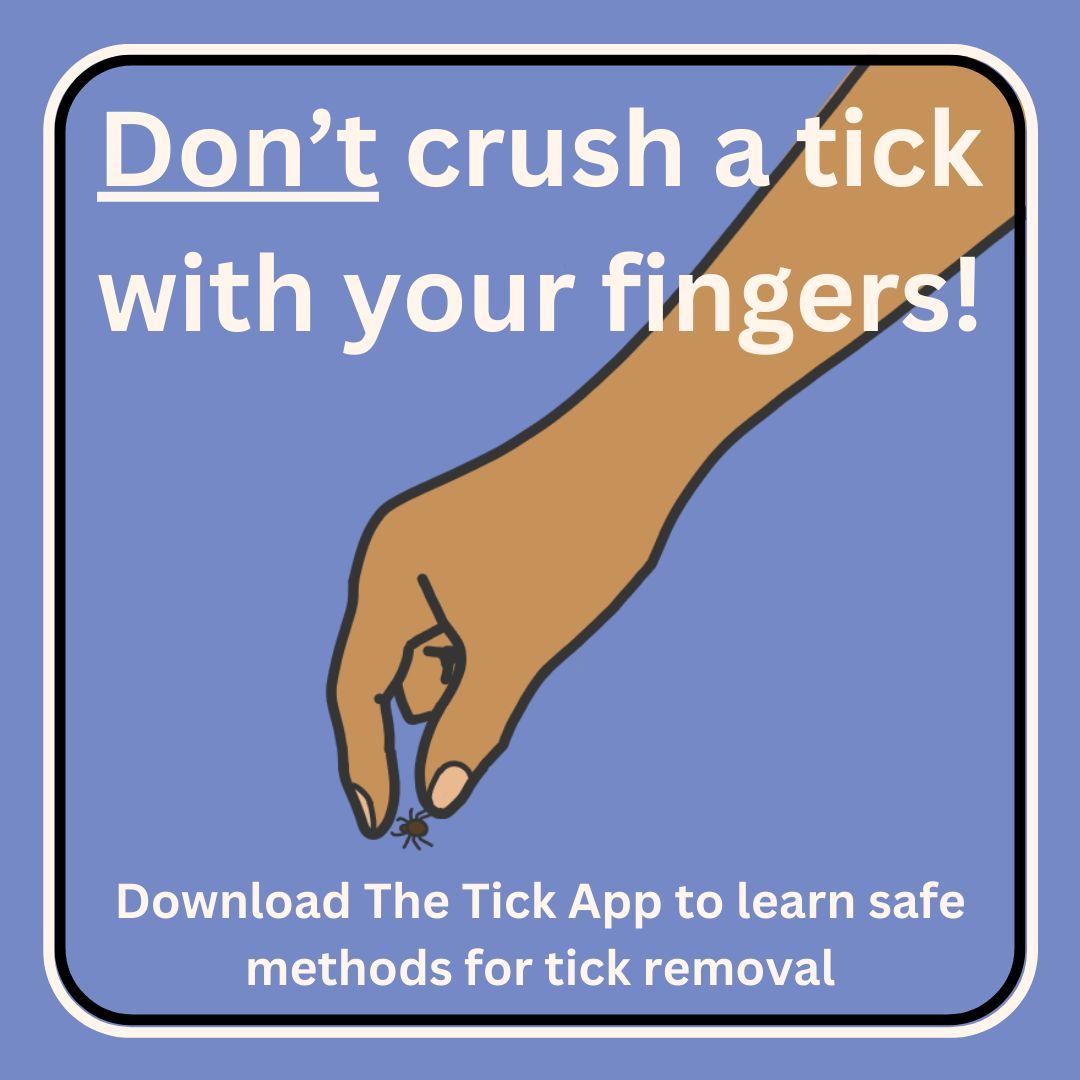 TickAppOnTour's tweet photo. Crushing a tick with your fingers can increase your risk of tick-borne diseases. Download #TheTickApp to learn safe methods for tick removal!

#tickseason #ticks #hiking #lymeawareness #lymedisease #ticksafety #tickremoval https://t.co/USIWSbzdFM
