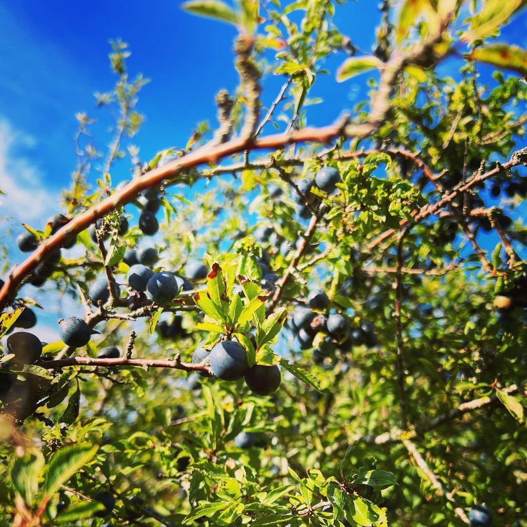 𝗥𝗘𝗔𝗗 | Sloe Picking at the Giant’s Ring, Ballynahatty “Autumn, wedged between an equinox and a solstice, is a liminal time – both warm afternoons with low sun on the horizon…” ✍🏼 Gareth Osborne 🗓 8th October 2021 Read the full article here: buff.ly/4aPOgs7