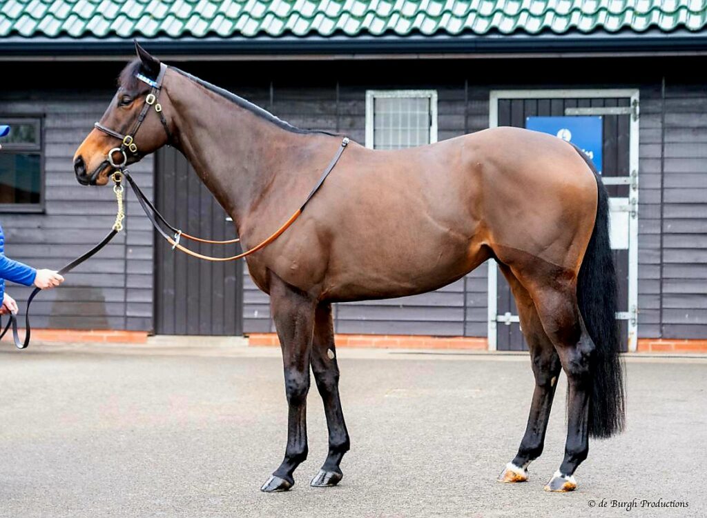 🇦🇪 For Sale 🇦🇪 We were active at the recent @godolphin @RacingEra Sale @RacingDubai and can now offer four superbly bred geldings for sale to race in the Middle East For more information about these progeny of Frankel, Dubawi and Kingman, click here 👉 shorturl.at/hozBH