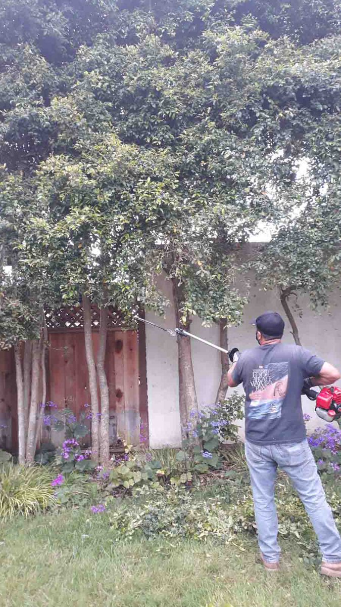 With regular tree trimming, you can prevent disease and insect infestations, reduce the risk of storm damage, and help your trees grow strong and resilient. Visit our website for more information!

#TreeTrimming #EastPaloAlto 
eastpaloaltotreecompany.com/contact