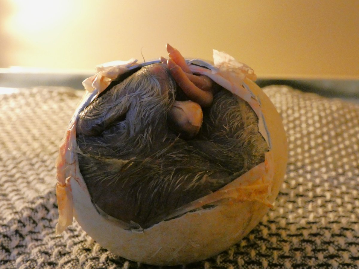 AfricanParks's tweet image. Shoebills face a myriad of threats and are listed as “Vulnerable” on the IUCN Red List. This is why in May 2022, the Shoebill Captive Rearing and Rehabilitation Facility was established in the heart of Bangweulu Wetlands. Learn more here: bit.ly/3JAaYsJ