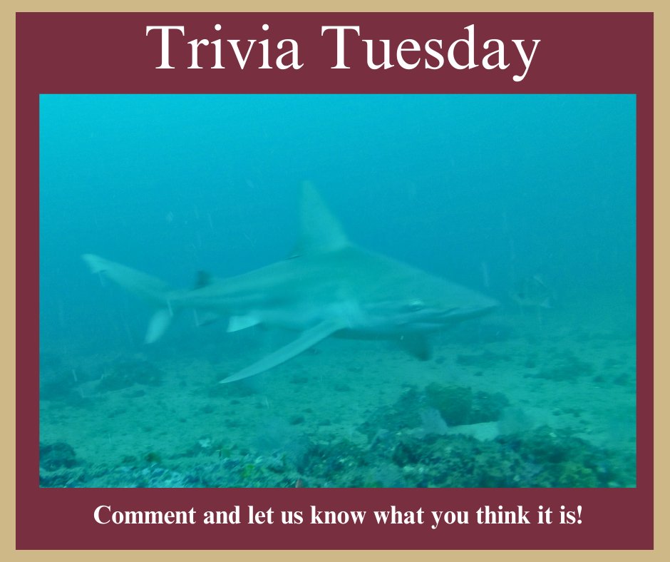 It’s Trivia Tuesday! What species of shark is in this photo? Comment “A” or “B” below, and stay tuned for tomorrow’s answer reveal. 🦈