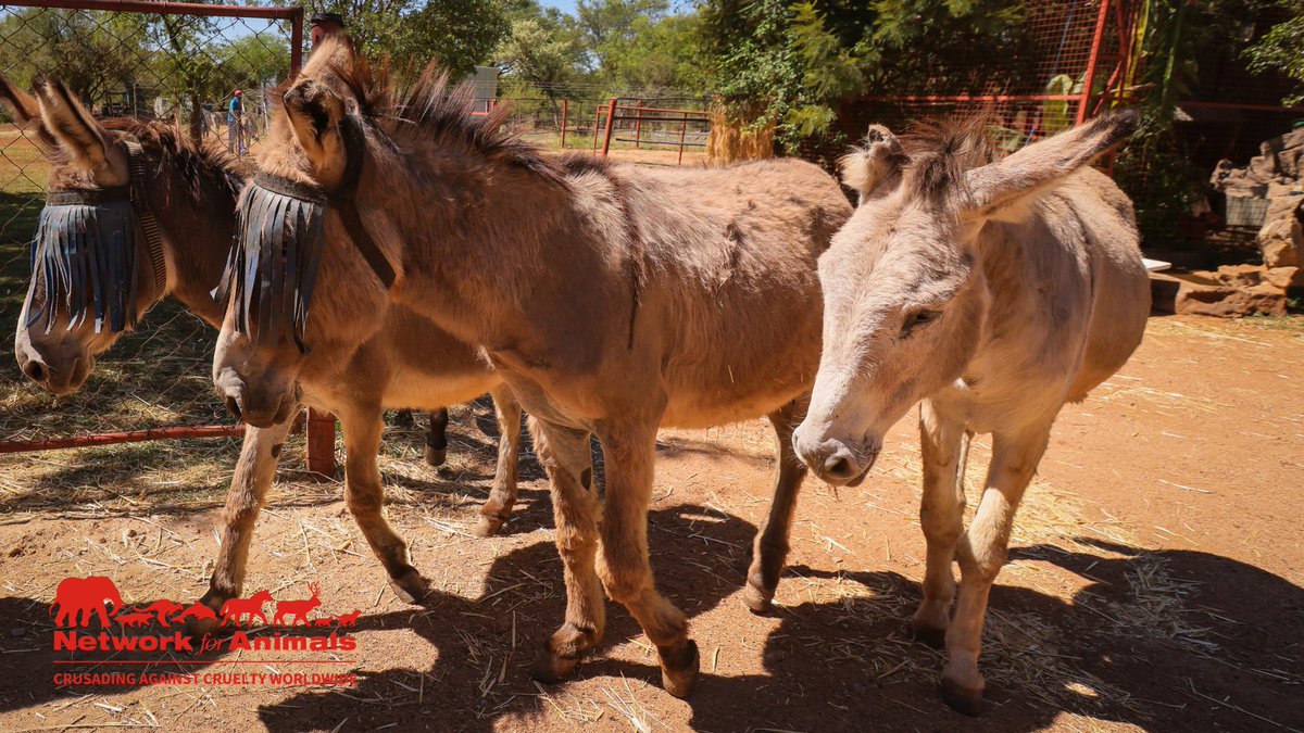 #Zimbabwe is facing severe #drought & #donkeys are facing starvation. Our #moringatree project can feed 500 donkeys yearly – but we need your help. Please donate towards this life-saving project today: bit.ly/NFA_ZMA04L #NFADonkeys #ZimbabweDrought #MARES #MoringaTrees