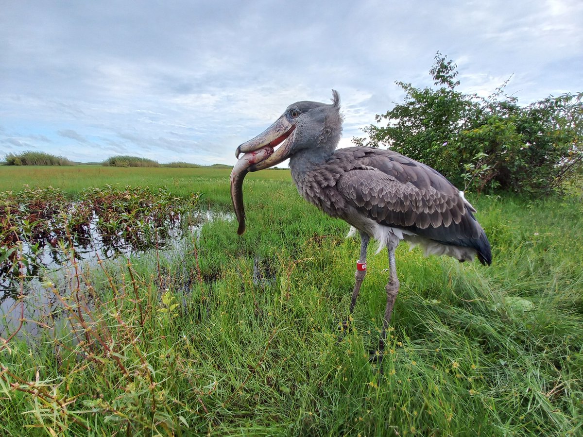 AfricanParks's tweet image. Shoebills face a myriad of threats and are listed as “Vulnerable” on the IUCN Red List. This is why in May 2022, the Shoebill Captive Rearing and Rehabilitation Facility was established in the heart of Bangweulu Wetlands. Learn more here: bit.ly/3JAaYsJ