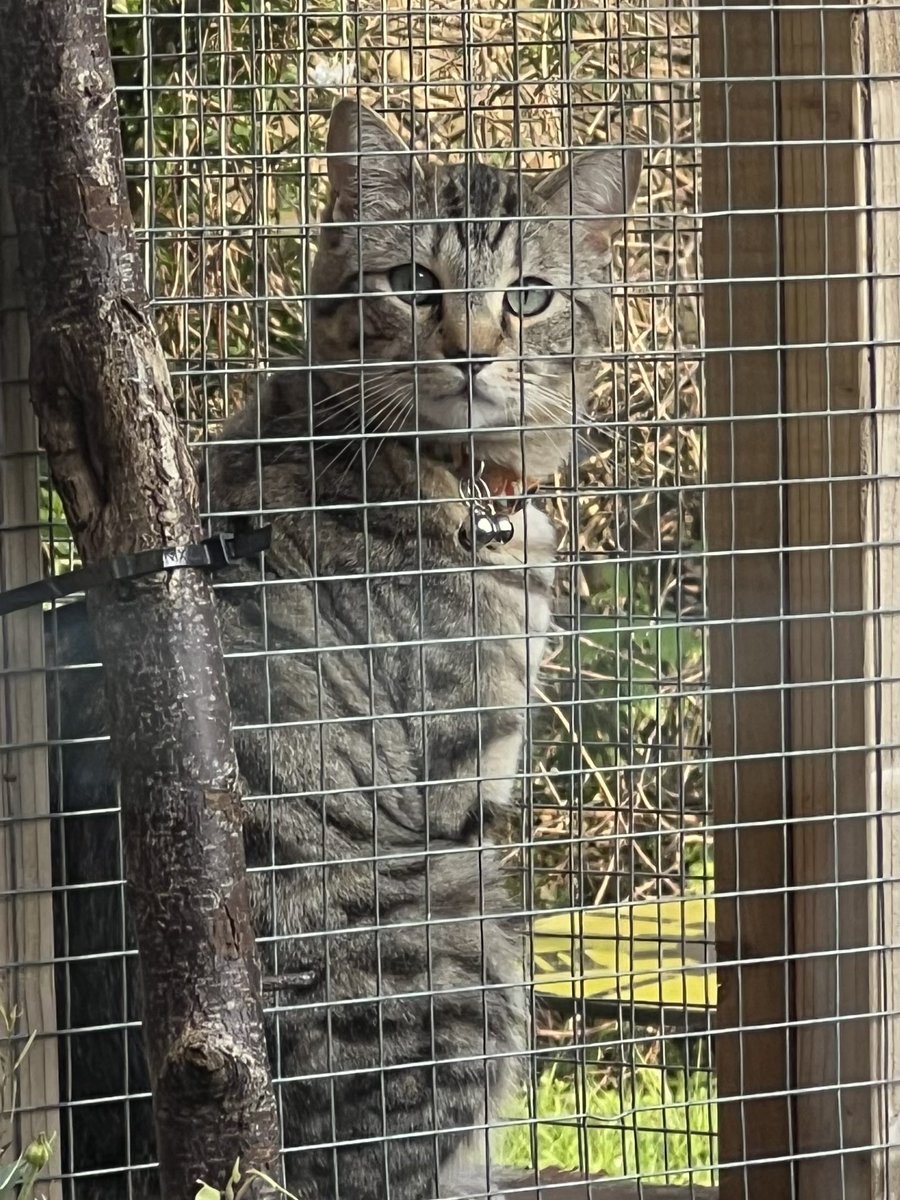 I turned around in the catio to find mum sitting in my playroom on MY chair. I was not amused! How very dare she! Harumpf!