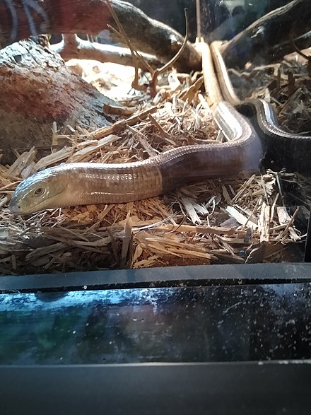 Today's #AnAnimalADay is the Sheltopusik! Now I know you're looking at it and thinking snake, but stop thinking that. This is actually a species of legless lizard (there's a difference, snakes don't have ears and eyelids to name a few). It can grow up to 4ft long and eats snails.