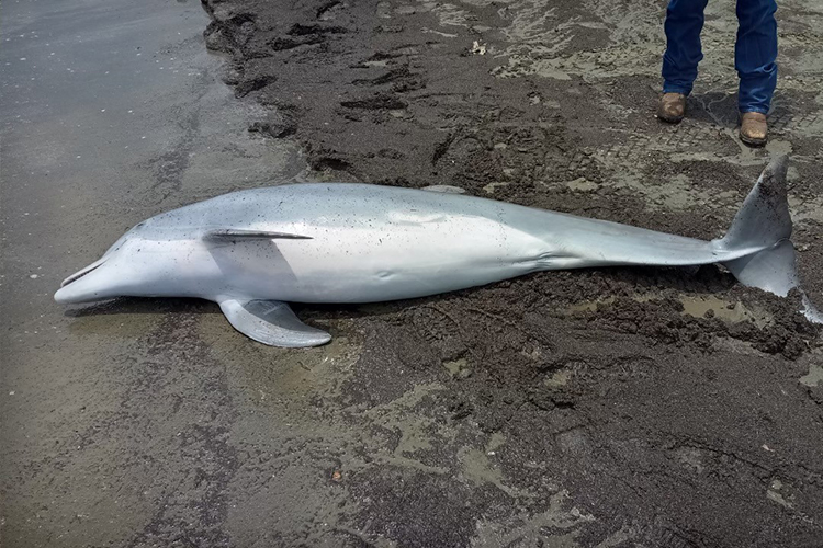 Our Office of Law Enforcement is offering a reward of up to $20,000 for information about a dead bottlenose dolphin that had injuries consistent with being shot with a firearm. The dolphin was found on West Mae’s Beach in Cameron Parish, Louisiana: bit.ly/3QfcNyK