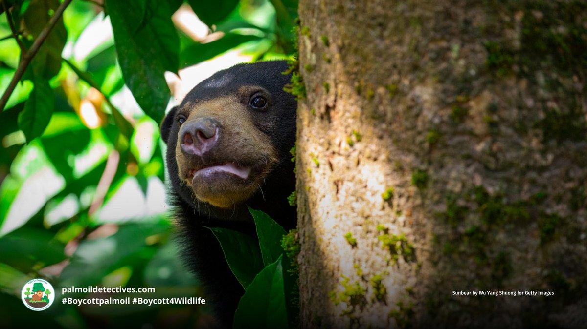 Playful and boisterous #sun bears are the rolly-polly tricksters of SE #Asia’s #rainforests. They’re vulnerable mainly from #palmoil #deforestation. Fight for their survival and #Boycottpalmoil #Boycott4Wildlife in the supermarket @palmoildetect wp.me/pcFhgU-jY