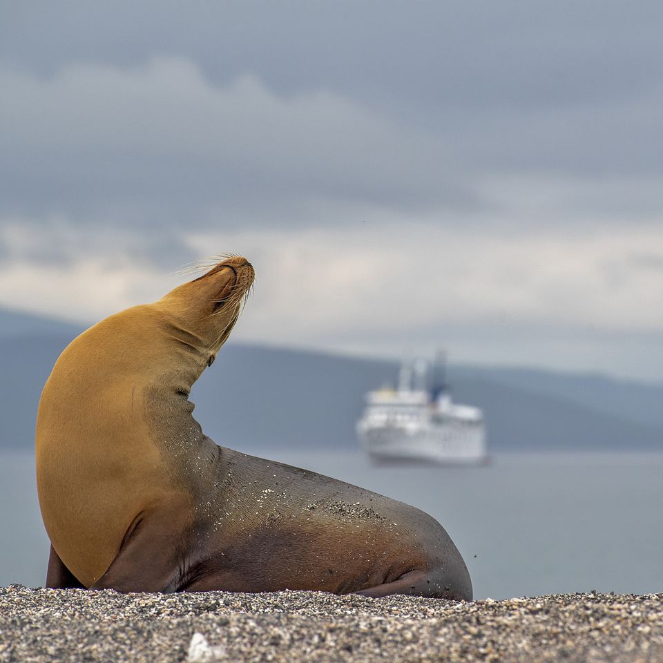 There’s a reason why Galapagos is on many bucket lists. If it’s not on yours, maybe it’s time to review your list and add it! You won’t be disappointed! Our Certified Adventurists at #TravelLeadersMemphis can help you book your trip today to help check it off! 901-377-6600