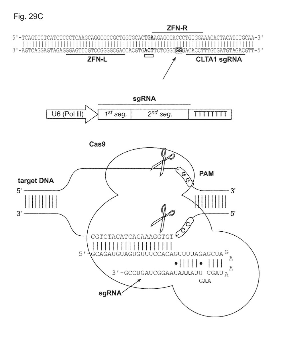 1/2 On this date in #innovation history: Jennifer Doudna & Emmanuelle Charpentier receive a #patent in 2019 for their #invention of their groundbreaking gene-editing technology known as CRISPR-cas9, which is versatile & easy method for altering genes. #PatentsMatter @uspto
