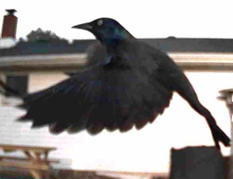 Bird feeder caught a Grackle taking off 🛫 #backyardgardening