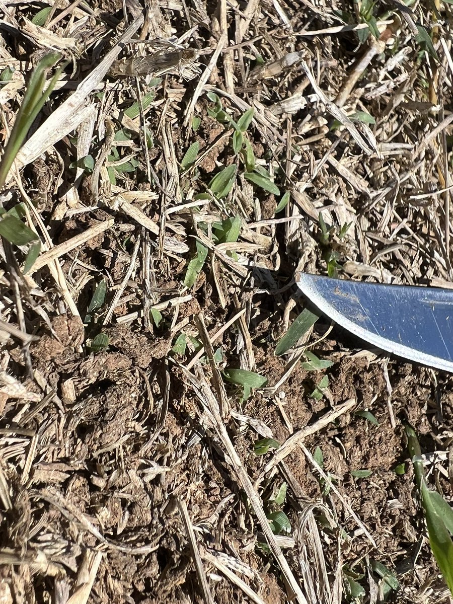 Starting to see goosegrass emergence in bare/worn areas of turfgrass in the Knoxville area