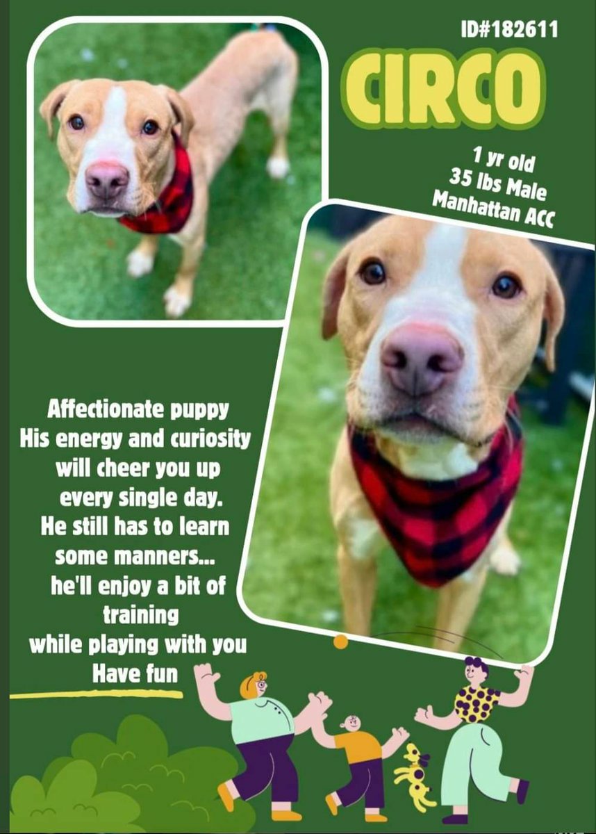 🆘️ Kill Command on CIRCO💔 1yr 🆘️ Loving energetic young lad needs #Foster #Adopter Desperately ‼️🙏 #Pledge Rt Share Dm @CathyPolicky @SuzanneSugar #FostersSaveLives #Adoptme #NYCACC 🐶💔