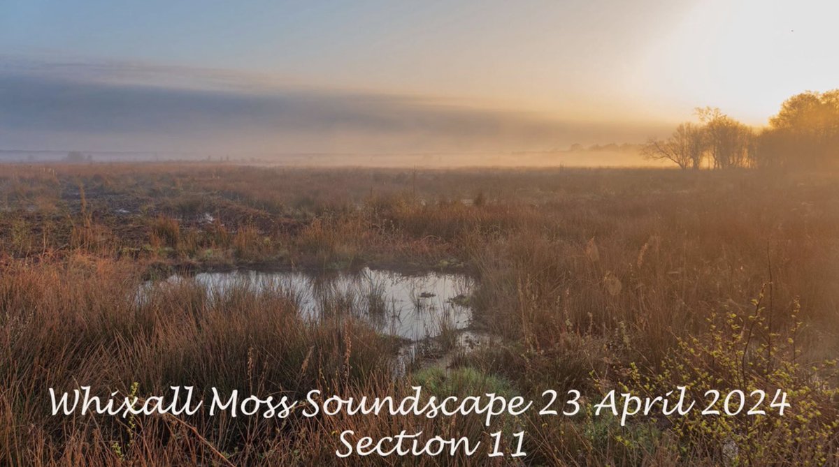 This soundscape from Whixall Moss NNR recorded by @SteB777 is a delight, well worth 2’ 22” of your time 🙂 If you can confidently identify the birds in the recording you could become a @BBS_birds surveyor! DM if interested in a Shropshire square. youtu.be/GZsMqZLTW40