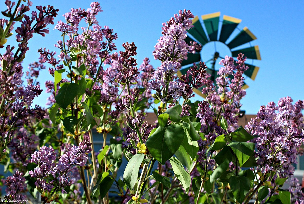 Our lilac bush has started to bloom and the smell is a “WOW. Took the pictures after sunrise and within an hour bees and butterflies were all over it.