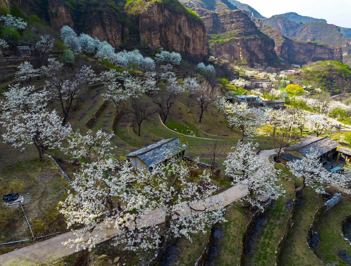 Pear Blossoms🤍
#tuesdayvibe  #photograghy  #NatureBeauty  
#Flowers  #FlowersOfTwitter #NaturePhotography 
#flowersphoto #landscape #trees #beautiful 
#natureconservation #PhotographyIsArt