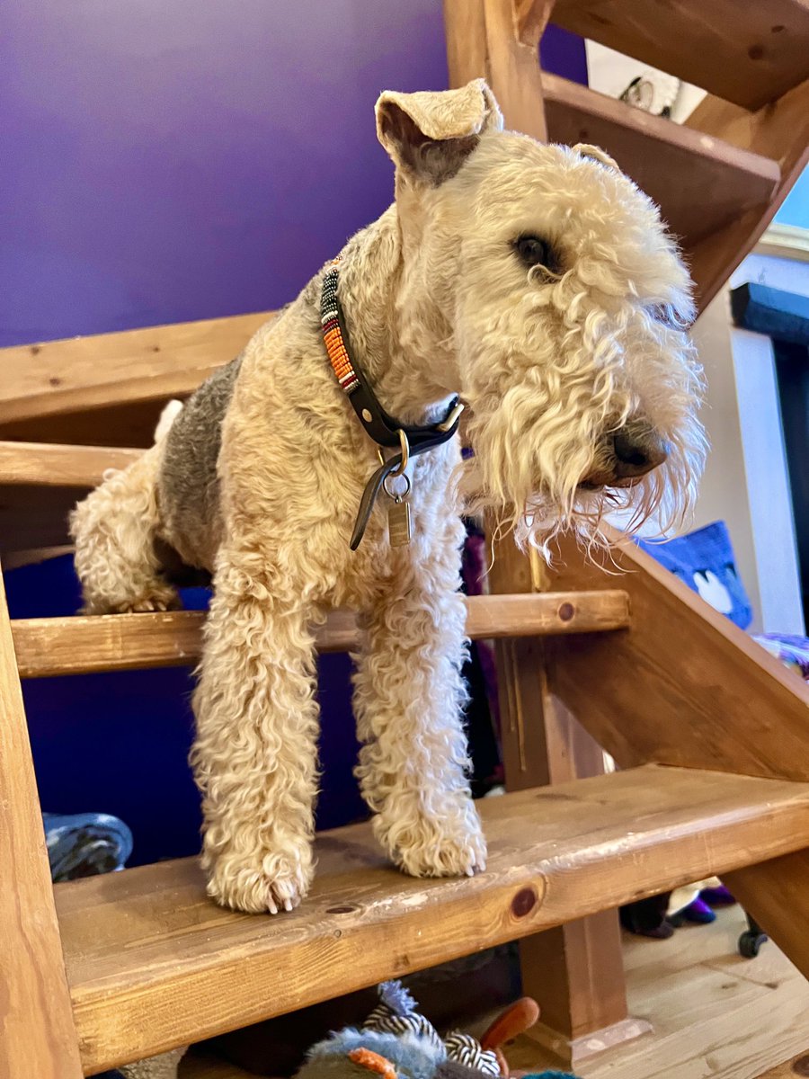 I’m waiting patiently and humming to myself …… Halfway down the stairs is a stair where I sit. There isn't any other stair quite like it. I'm not at the bottom, I'm not at the top. So this is the stair where I always stop. ❤️❤️❤️