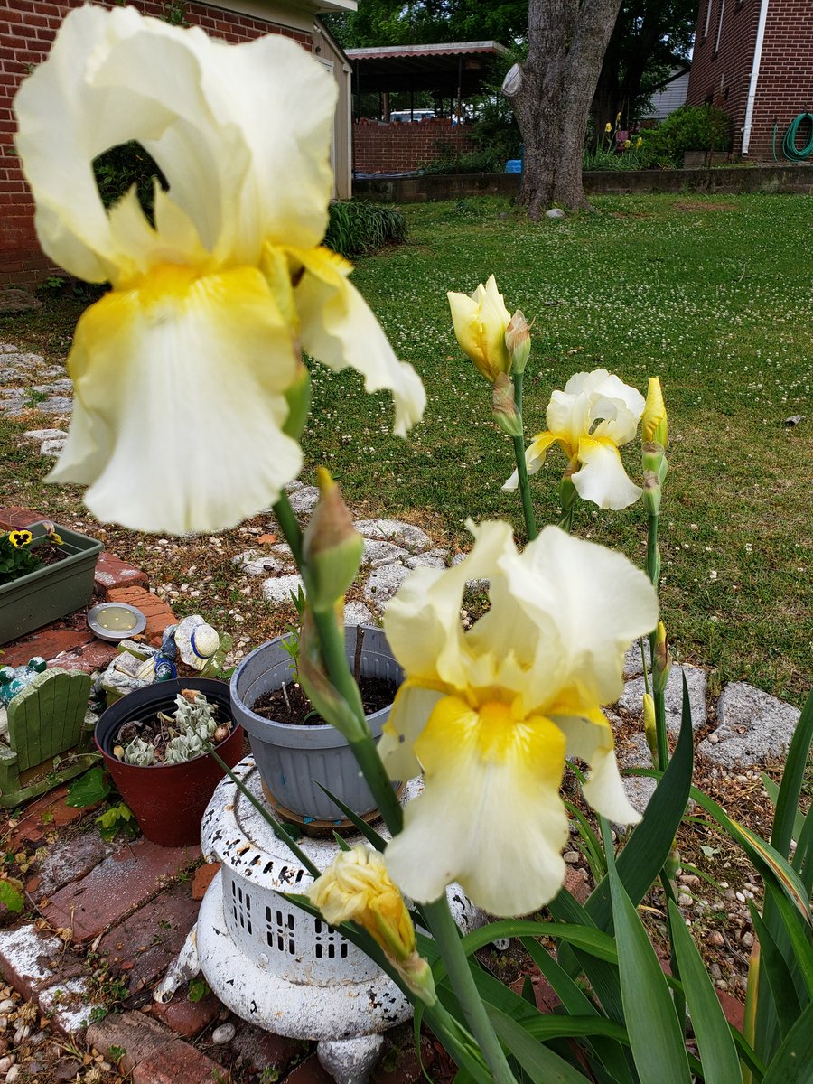 #BackyardBeauties Iris did well this spring. Lots of duo tones. #MorningWalk #DailyBlooms #CassieJFoxPhotos 📷 #CazFoxMedia #SumterNationalForest #WhitmireSC #PetalPusher #Iris #FlowerBeds #SouthCarolina #Gardens 🌎 #EarthDay