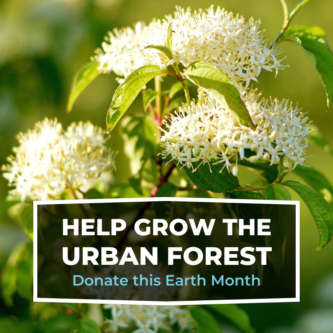💚🌳 Looking for a way to make a difference this #EarthMonth? You can help keep the #UrbanForest thriving by donating to the LEAF Urban Forest Fund. Your donation will support planting, stewardship, outreach, education programs and more! Donate today: yourleaf.org/make-donation
