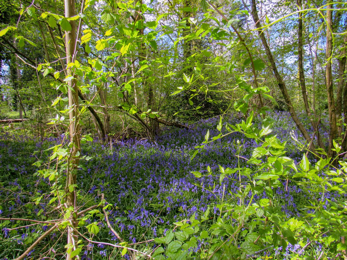 A glimpse of bluebells #TestValley