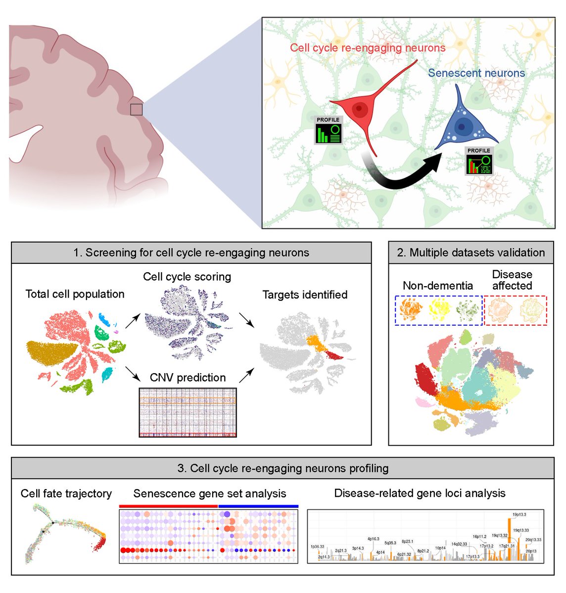 Most brain cells have lost their ability to divide. But the ones that can divide (get into cell cycle) — are more frequent in people with Alzheimer's and Parkinson's—quickly become senescent and die, and may contribute to neurodegeneration journals.plos.org/plosbiology/ar… @PLOSBiology