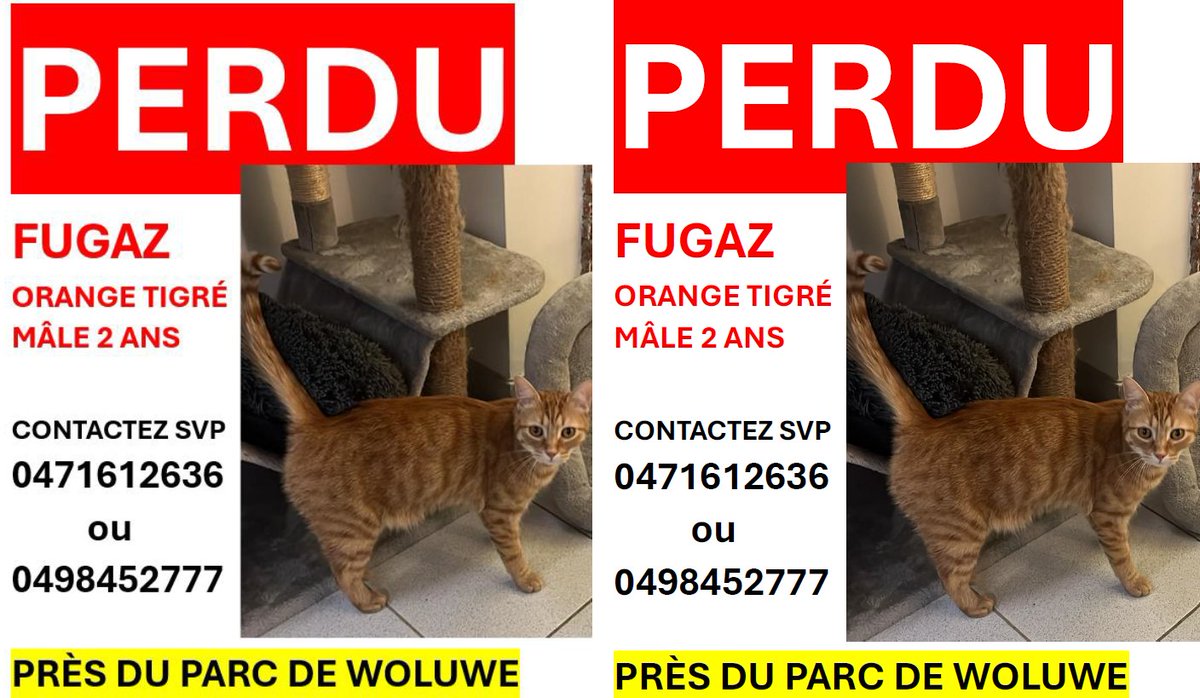 jomfecpe's tweet photo. @petalert_be Si vous le voyez ou avez des informations, merci de me contacter 0471612636. Votre aide est précieuse. Merci. https://t.co/54f6LXv4YN
