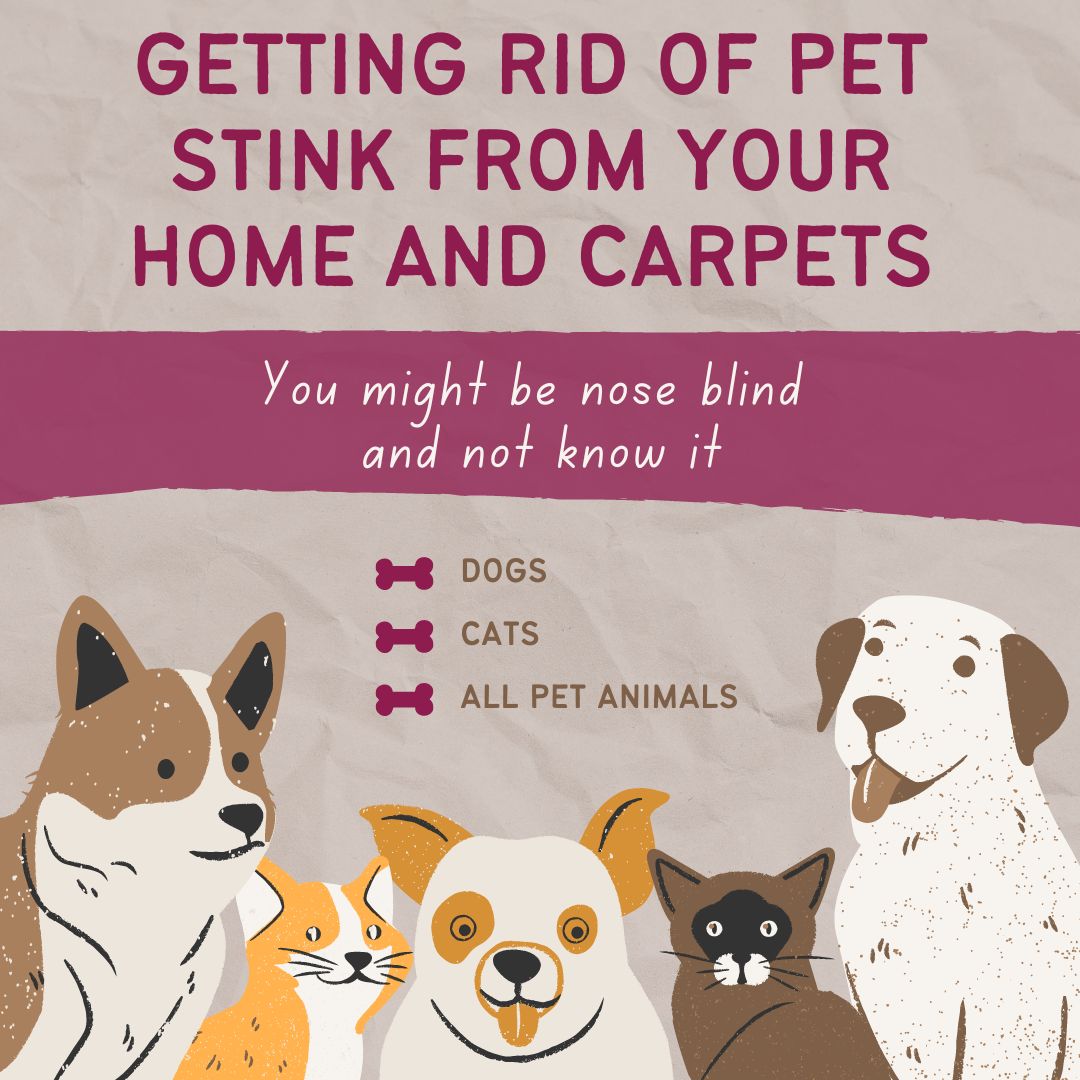Say goodbye to #pet #stink! You might have be #NoseBlind and not know it! But your guests do. 🐾✨ Learn how to freshen up your #home and #carpets with these simple tips for banishing odors caused by furry friends. #petodor #cleanhome #freshliving #Home #Pets #Animals