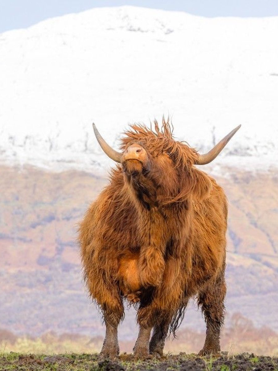Wishing you a happy #Coosday from this windswept moo-del! 😍 

📍 Loch Awe, <a href="/wildaboutargyll/">Wild About Argyll | Scotland’s Adventure Coast</a> 📸 IG/thekiltedphoto