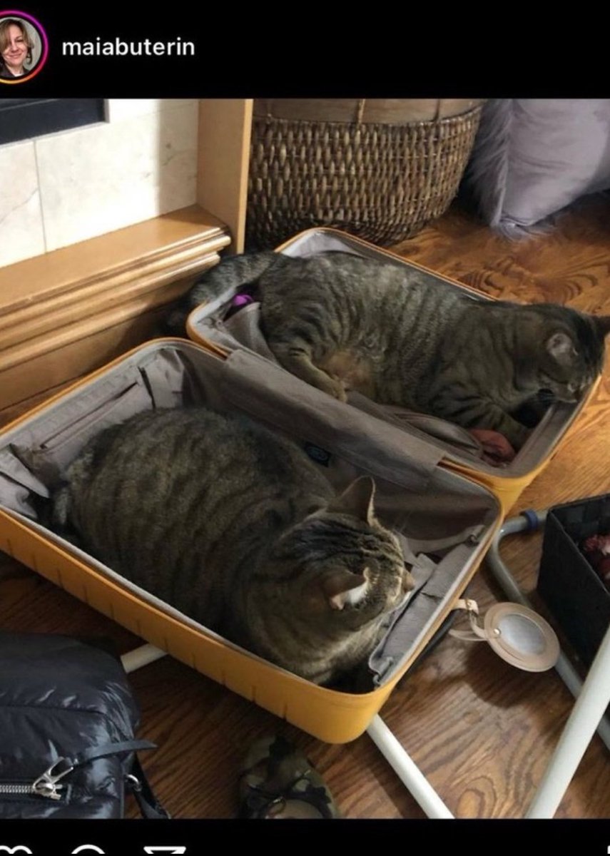 TIGRA 🟠😺 - Twin of $HEMULE - Resident of the Buterin Household - Vitalik  owns 3% of the Supply ( Vitalik.ETH ) - Contract Renounced - Liquidity  Burnt - Tax 0/0 This is just the beginning! WAGMI 🚀 #cryptocurrency # memecoin #Altseason2024 #CATSZN