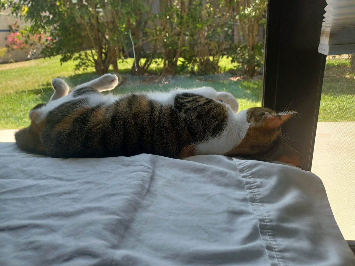 wlfbfly's tweet photo. #Hedgewatch? No thanks. I'll just grab a #catnap here with my peets on the warm glass and wait for the #sunpool 😺 https://t.co/244TSQfGA1