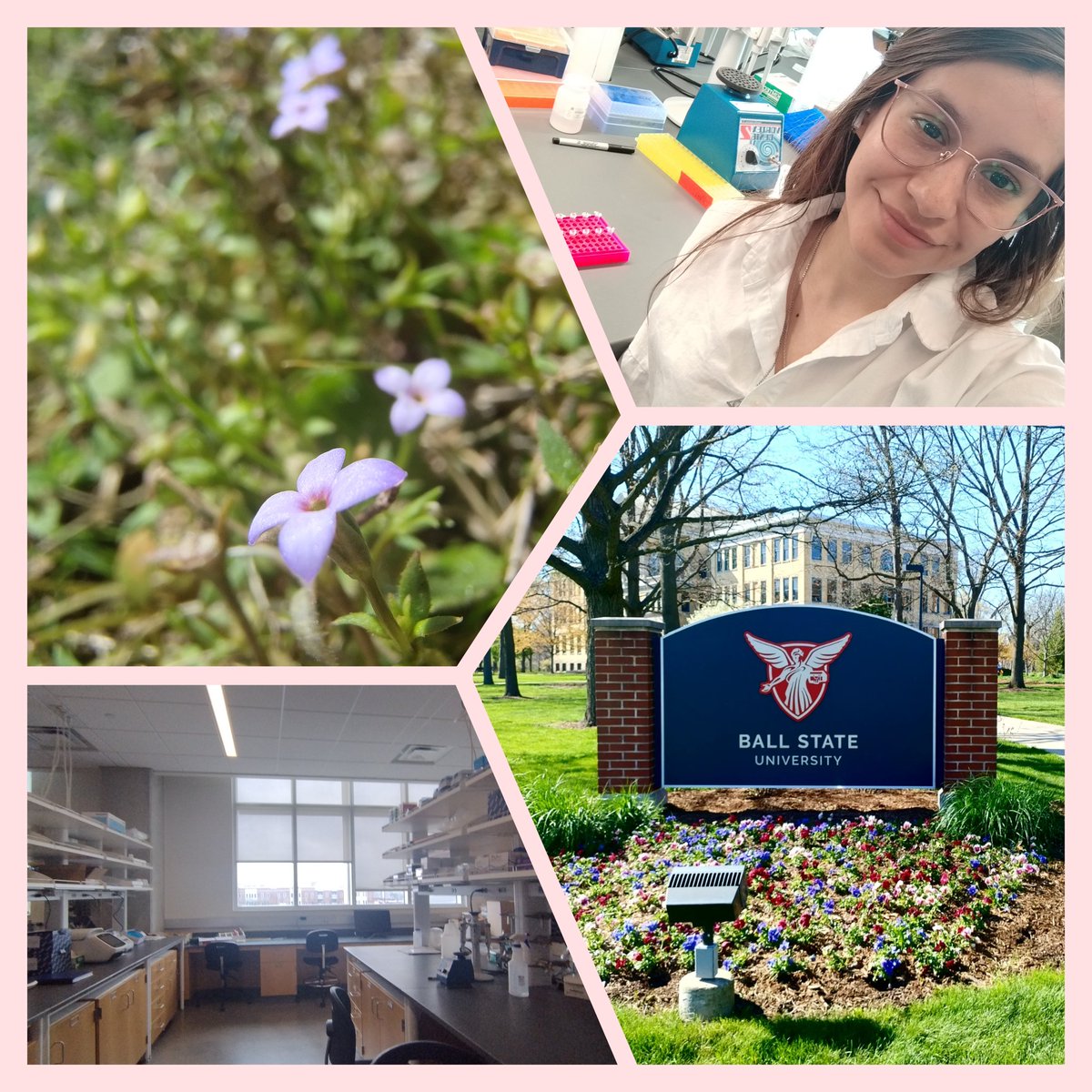 mariela_nf's tweet photo. Thanks @Suman__Neupane and @BallState  for receiving me and for the great experience working together for the last five months. Great things are coming for #Rubiaceae #Spermacoceae✨🙌🏼 https://t.co/hsEBYwooKp