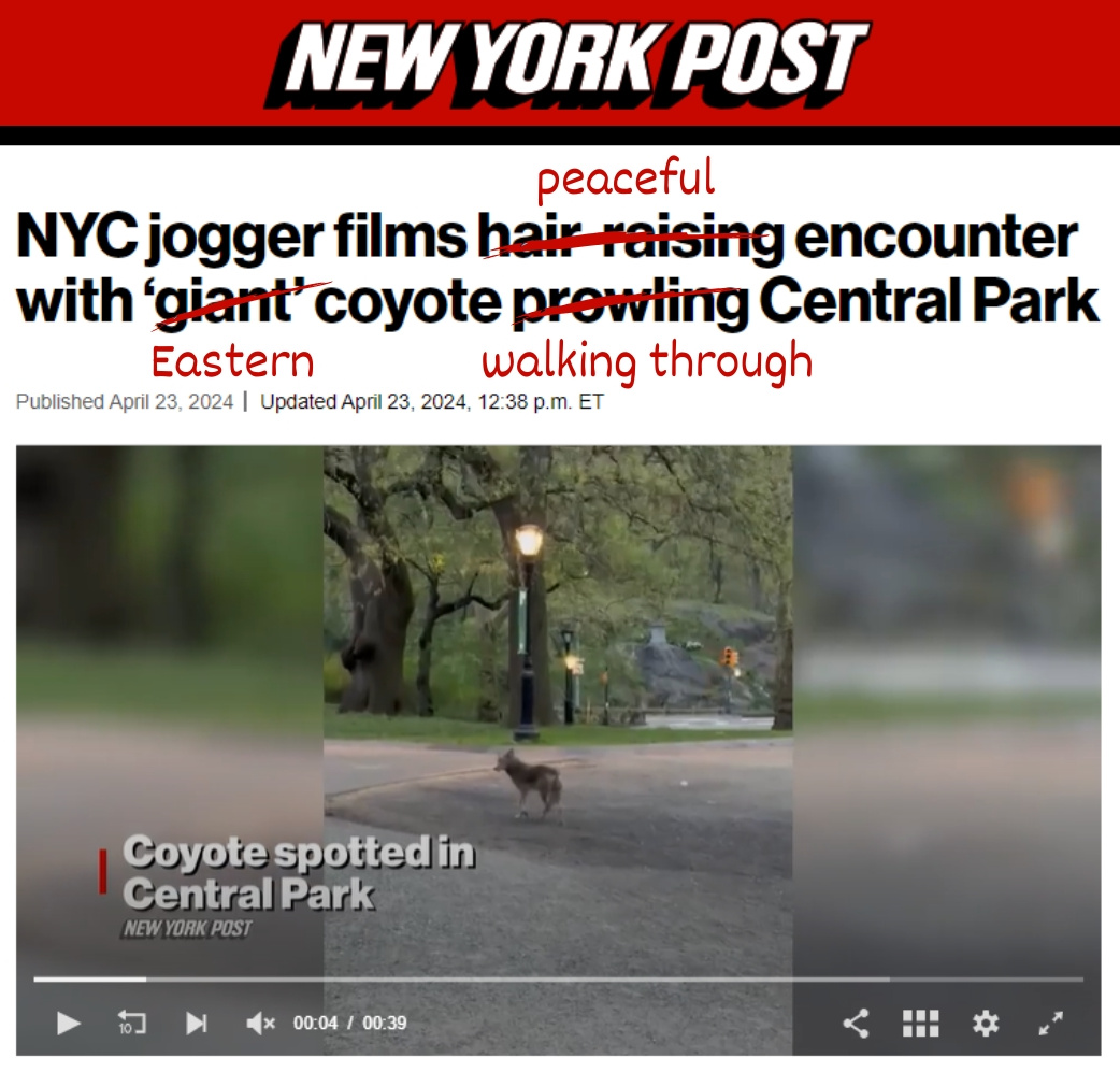 Hey @nypost, we fixed your title for you! Eastern coyotes are an important part of our ecosystem + we coexist in shared spaces. They're not scary or giant, + they don't prowl. They're NYC locals, just like us!