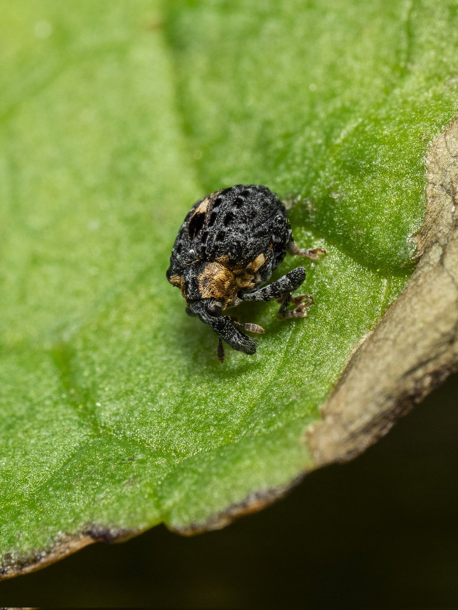 Baby weevil #Togtweeter #ThePhotoHour #snapyourworld #insects #NaturePhotography #macrophotography #weevil