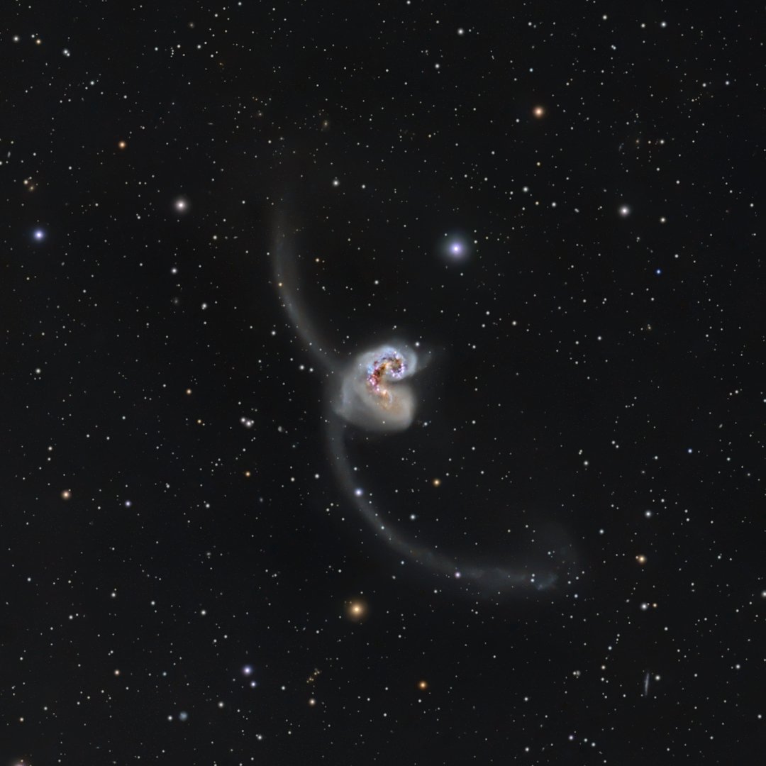 NGC4038/4039 the Antennae Galaxies: two galaxies colliding.
First image processed to show maximum detail in the nuclei of galaxies.
Second image widefield version to show the “antennas” of galaxies
More info and full resolution images on astrophoto.es
#Astrophotography