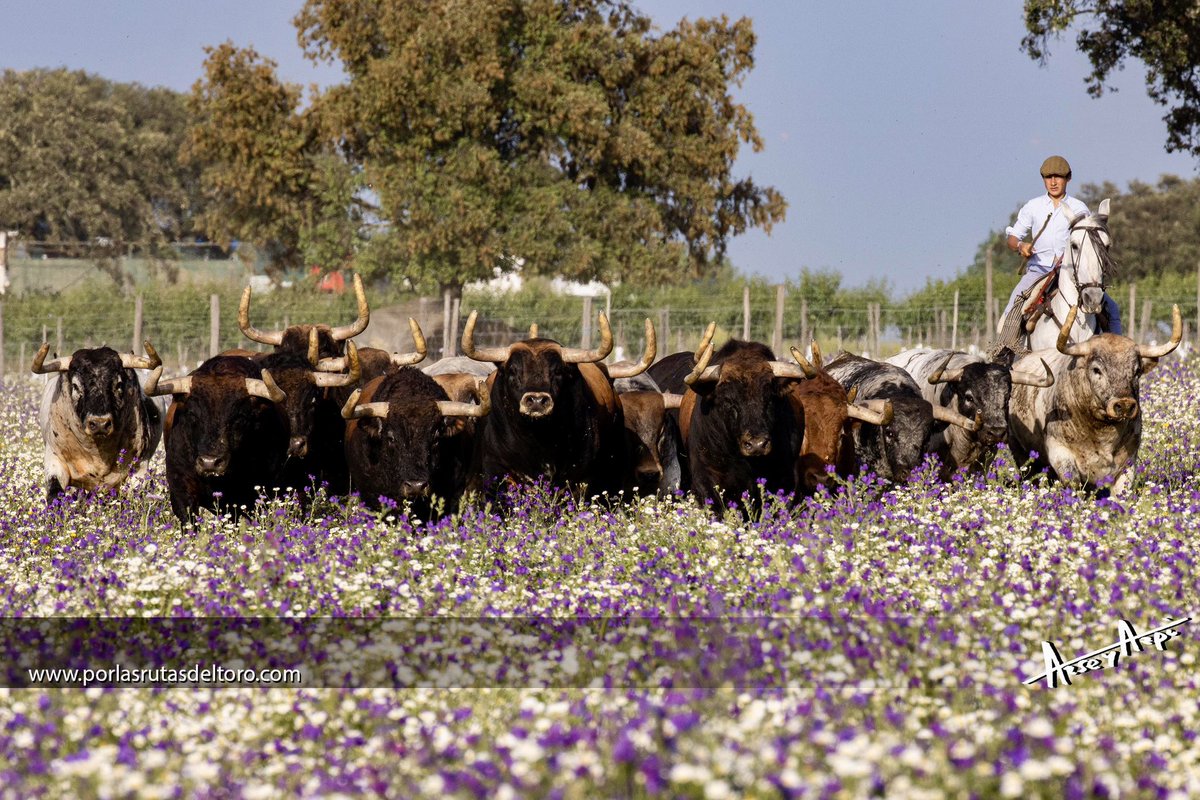 PorlasRutasdelToro tweet media