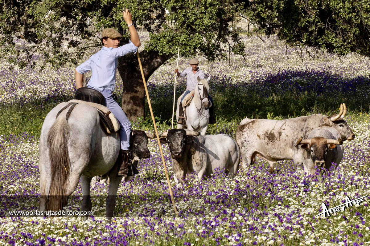PorlasRutasdelToro tweet media