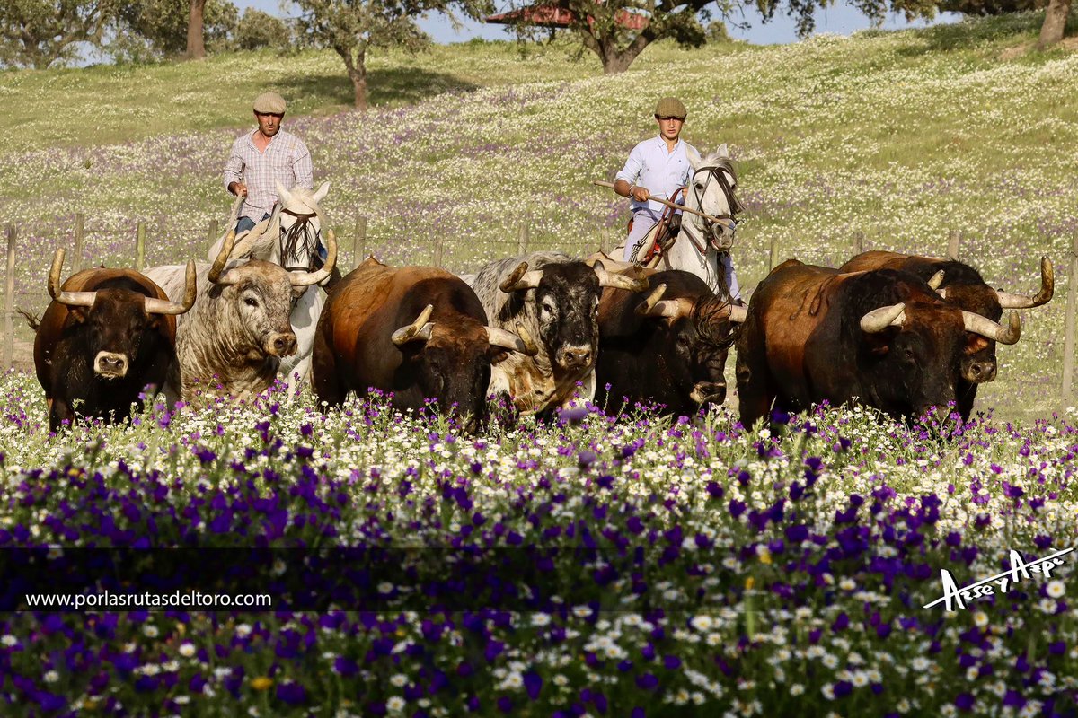PorlasRutasdelToro tweet media