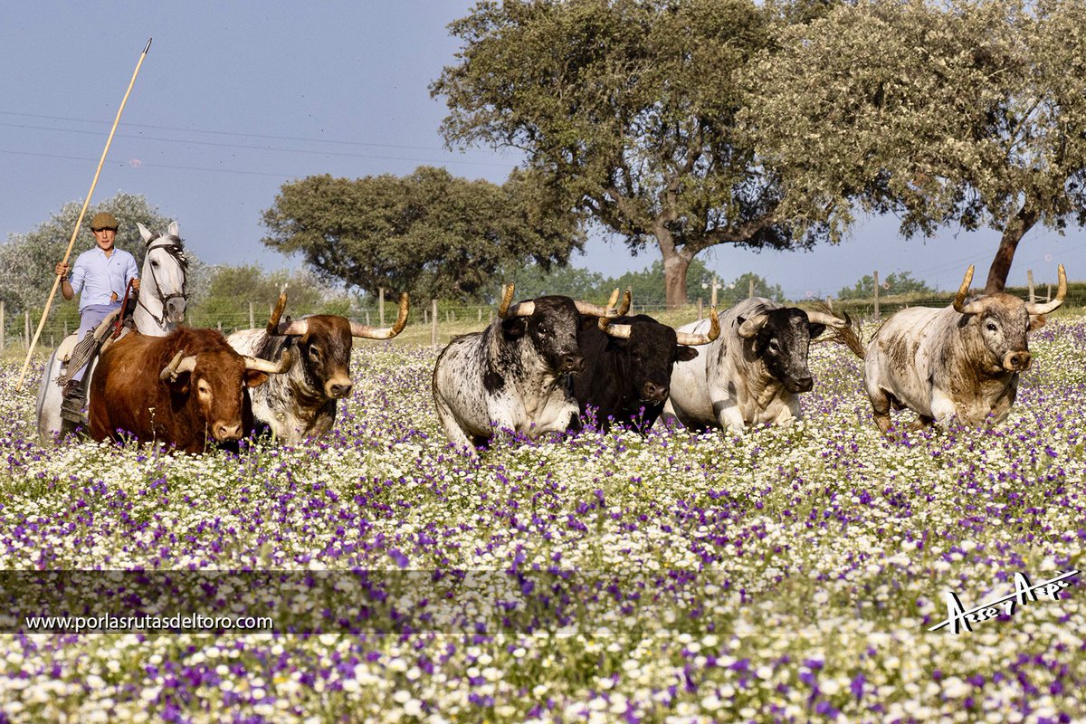 PorlasRutasdelToro tweet media