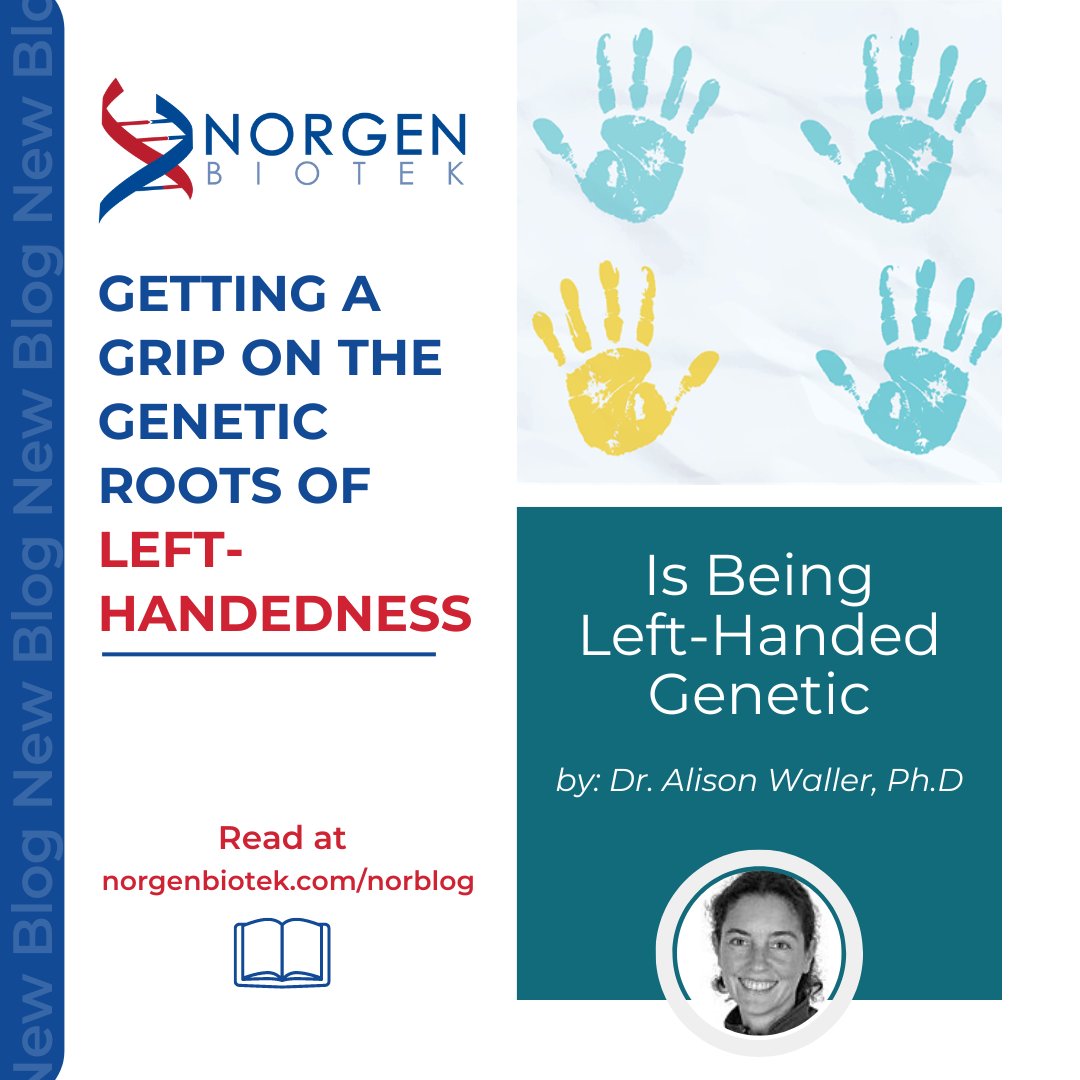 In our latest blog, Dr. Alison Waller, Ph.D breaks down the connection between genetics and handedness! 🤚

Learn more about how genetics and brain lateralization go hand in hand. 🧬

Full blog: norgenbiotek.com/blog/being-lef…

#LeftHanded #Genetics #DNA #LiquidBiopsy #Sequencing #Blog