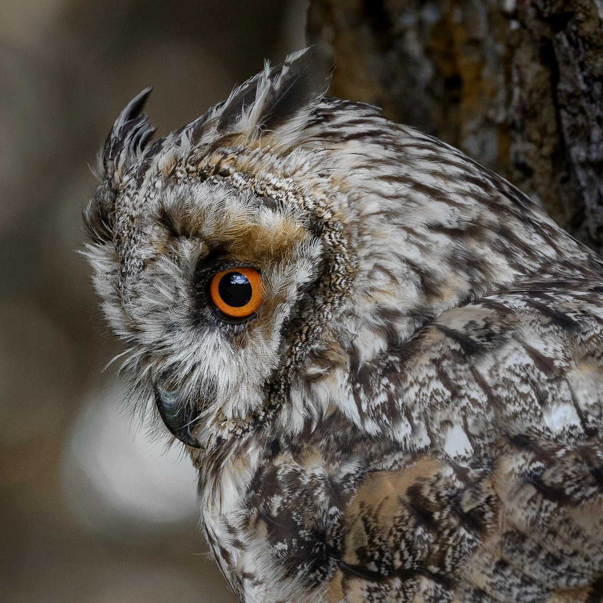 The Long eared owl has to be one of the most stunning birds in the UK do t you think #owlsofinstagram #bestbirdshots #birds_captures #best_birds_photography #british_wildlife_hub #your_best_birds