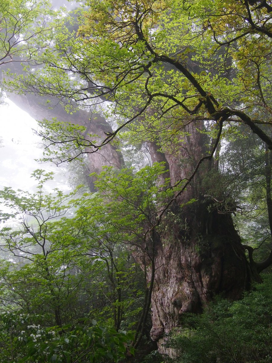 The island of Yakushima is the home to a 3,000 year old Cedar tree, incredible preservation of their forest and prestine beaches...🙏💕🌳🌲🍃🌱🌿🌦️🌳🌲🍃🌱🌿🌦️
#thicktrunktuesday
#treeday
#treetime
#treepeople
#treehour
#trees
#forest 
#SharingisCaring