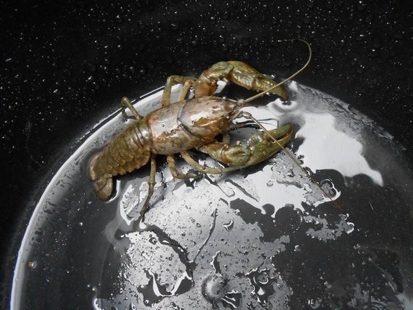 A crayfish in the bucket or it's conquering the world?