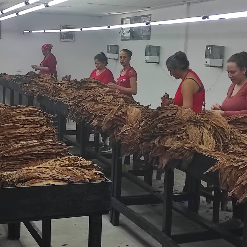 Emp_ABTSS's tweet photo. En el día de hoy se inaugura la Escogida de Tabaco del productor Anieski de la Cruz.
#SanctiSpíritisEnMarcha
#ABTSS https://t.co/SBgugvpKrJ